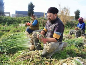 Aydın’da Pırasa Hasadı Başladı, Üreticiler De Aracılardan Dert Yandı