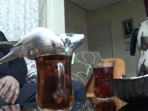 Bu Çayın Tiryakisi Bir Başka