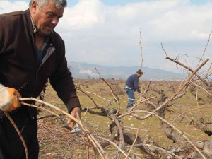 Antep Karası Üzümünde Budama Mesaisi Başladı