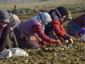 "Beyaz Altın" Toprakla Buluştu