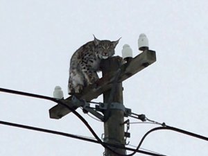 Telefon Direğine Tırmanan Vaşağı “Gel Pisi Pisi” Diye Çağırdı