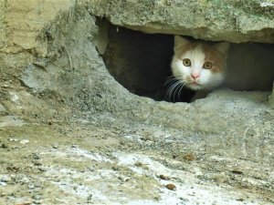 Duvarın Oyuğuna Saklanan Kedilerin Canlı Canlı Gömüldüğü İddiası Ortalık Karıştırdı