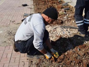 Viranşehir’de Yeşil Alanlar Güllerle Donatılacak