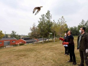 Silahla Vurulan Kızıl Şahin Özgürlüğe Kanat Çırptı