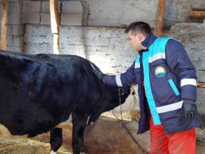 Hisarcık’ta Büyükbaş Hayvan Aşılama Çalışmaları