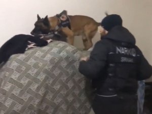 Şırnak’ta Hassas Burunlu Köpeklerle Narkotik Operasyonu: 9 Gözaltı