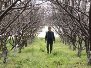 Antalya’da Soğuk Tufanda Eriği Vurdu, 5 Bin Tl’ye Sipariş Var Hasat Yapamıyor