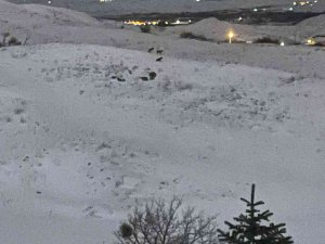 Aç Kalan Kurtlar Yerleşim Yerine Yaklaştı