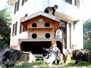 Engelli Can Dostlar Koruma Altında