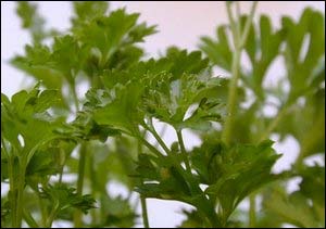 C vitamini için günde bir tutam maydanoz