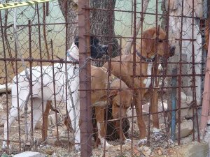 Komşuların Köpek Kavgasında Kan Aktı; 1 Ağır Yaralı