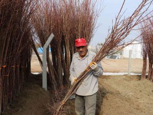 Üretici Kayısı Fidanına Büyük İlgi Gösteriyor