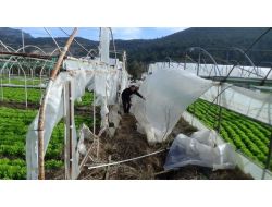 Seraları Uçuran Lodos Yüzlerce Çiftçiyi Mağdur Etti