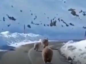 Tunceli’de Kış Uykusundan Erken Uyanmış Boz Ayılar Görüntülendi