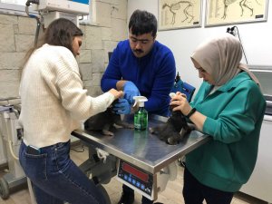 Saç Kurutma Makinesi İle Isıtılıp Küveze Konulan Yavru Ayılar Yaşama Tutundu