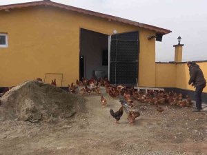 Yoğun Talep Üzerine Tavuk Çiftliği Kurdu, Şimdi Paraya Para Demiyor