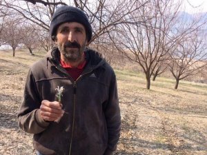 Baharın Müjdecisi Nevruz Çiçeği Şubat Ayında Açtı