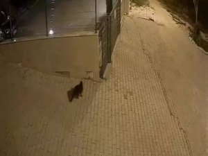Ayakkabı Hırsızı Kedi Çıktı