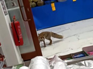 Aç Kalan Tilki Şehir Merkezinde Markete Girince Şaşkınlığa Neden Oldu
