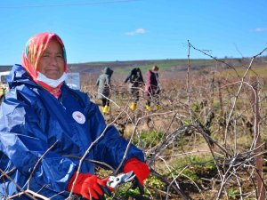 Tekirdağ Bağları Kadın Eliyle Güzelleşiyor