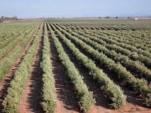 Türkiye’de İ̇spanyol Zeytin Çeşitlerine İlgi Artıyor