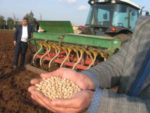 Araban Ovasında Nohut Ekimine Başlandı