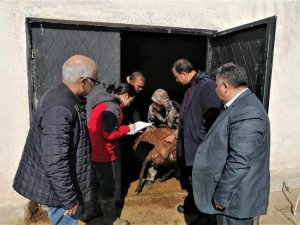 Iğdır’daki Küçükbaş Hayvan Tespiti Yapılıyor