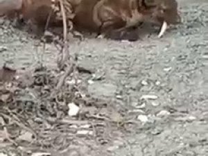 Karabük’te Vizonu Gören Cep Telefonuna Sarıldı
