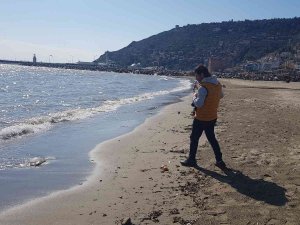 Alanya’da Ağırlığı 2 İle 5 Kilogram Arasındaki Deniz Anaları Sahile Vurdu