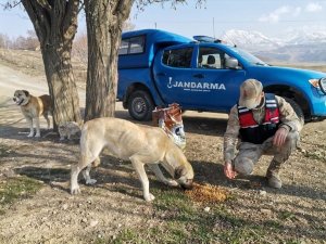 Jandarmadan Sokak Hayvanlarına Mama Desteği