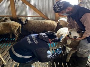 Düzce’de 7 Köyde 100 Hayvan Aşılandı