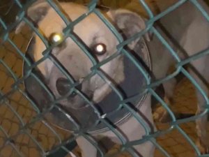 Boynu Çöp Kovasının Demir Halkasına Sıkışan Köpek Kurtarıldı