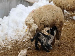 Soğuk Kış Günlerinde Koyunların Kuzulama Dönemi Devam Ediyor