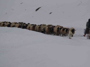 Koruma Altındaki Norduz Koyununun Kartpostallık Görüntüleri