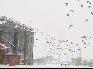 Un Fabrikası Çatısında Yüzlerce Güvercini Besliyorlar