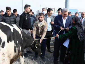 Şanlıurfa’da Besicilere Büyükbaş Hayvan Dağıtıldı