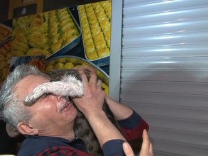 Esenler’de 3 Katlı Binanın Çatısında Çıkan Yangında Mahsur Kalan Kedi İtfaiye Ekipleri Tarafından Kurtarıldı