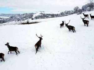 Türkiye’nin İlk Fauna Alanında Kış Güzelliği