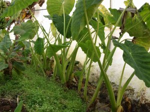 Muz Üreticisi Kilosu 10 Tl’ye Alıcı Bulan Gölevezi Yetiştirip Ticaretini Yapacak