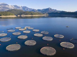 Tarsi̇m: "Su Ürünleriniz, Kafes Ve Ağlarınız Tarsi̇m Güvencesinde"