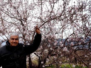 Manisa’ya Erken Gelen Bahar Üzüm Üreticilerini Endişelendirdi