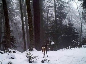 Samsun’da Yaban Hayatı Fotokapana Yakalandı