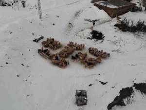 Küçükbaş Hayvan Yetiştiren Köylülere Yüzde 100 Hibe İle Yem Desteği