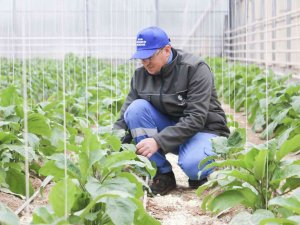 Aydın Büyükşehir’in Seralarında Ata Tohumları’yla Üretim Devam Ediyor