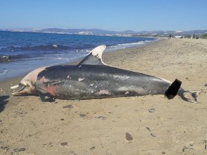 Kuşadası Sahilinde Nadir Görülen Deniz Canlıları Ölü Olarak Bulundu