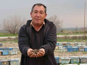 Adana’da Binlerce Arı Telef Oldu