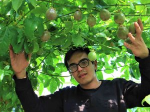 Bir Fidanı 10 Yıl Meyve Veriyor, Kilosu 100 Tl’den Satılıyor