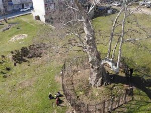 Şehrin Ortasında 550 Yıllık Ağaç Adeta Zamana Meydan Okuyor