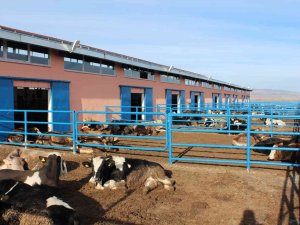 Sivas’ta Büyükbaş Hayvan Varlığı Arttı