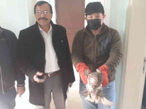 Yaralı Halde Bulunan Şahin Tedavi Altına Alındı